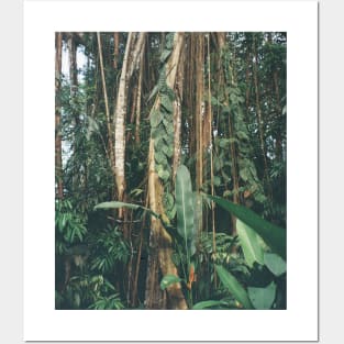 Jungle Serenity - Tropical Foliage Film Photo Art Posters and Art